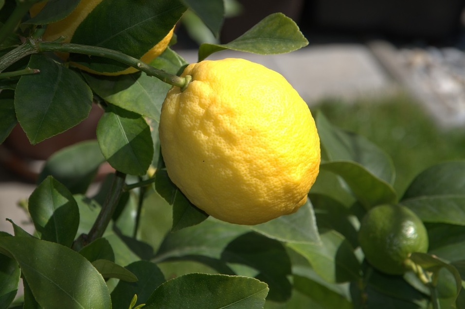 Hnojiva na citrusy a